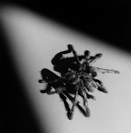 Robert Mapplethorpe